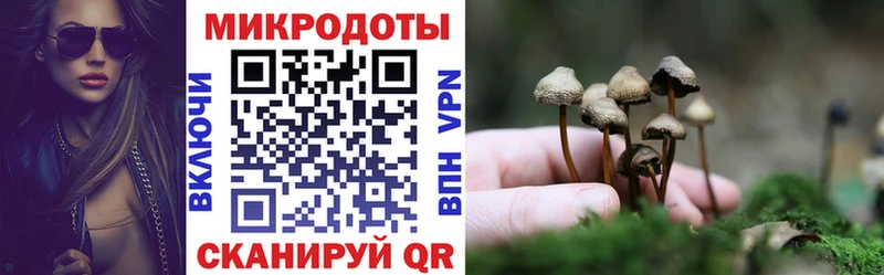 дарк нет наркотические препараты сколько стоит Гвардейск Псилоцибиновые грибы Psilocybine cubensis